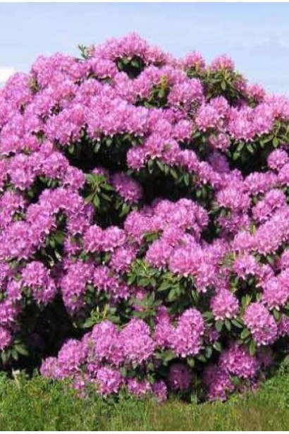 Кущі Розеум Елеганс створюють атмосферу затишку в саду.